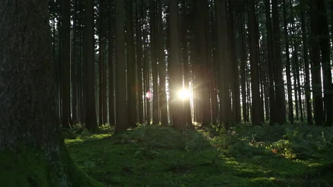 Sunset in the forest, part1 Stock Footage 242993274