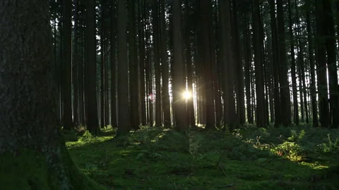 Sunset in the forest, part2 Stock Footage 242993060