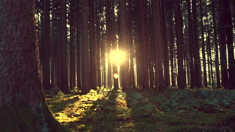 Sunset in the forest, part3 Stock Footage 242993056