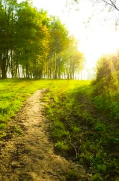 Sunset forest path with rays of light Stock Photos