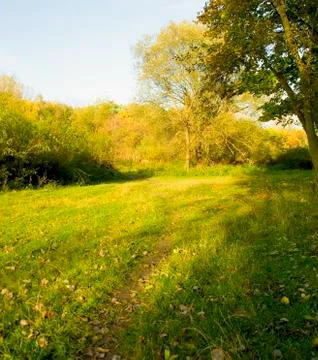 Sunset forest path with rays of light Stock Photos
