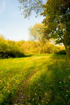 Sunset forest path with rays of light Stock Photos