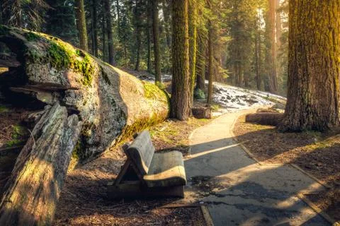 Sunset on the Forest Path, Sequoia National Park, California Stock Photos