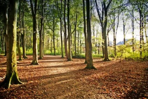 Sunset in forest Stock Photos