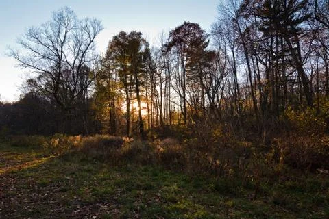 Sunset in the forest Stock Photos