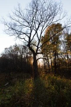 Sunset in the forest Stock Photos