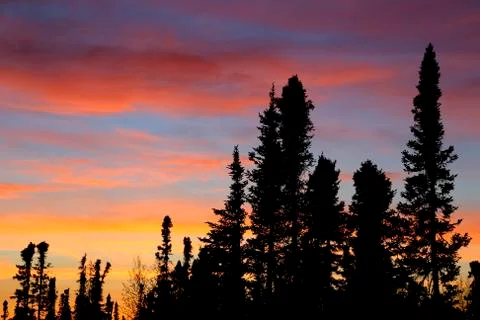 Sunset forest Stock Photos