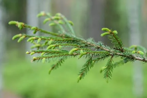 Sunset in the forest Stock Photos