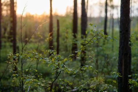 Sunset in the forest Stock Photos