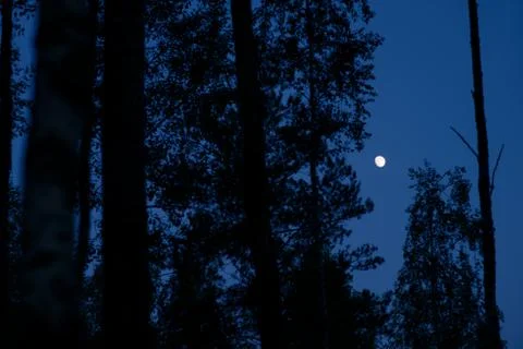 Sunset in the forest Stock Photos