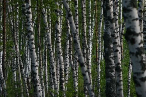 Sunset in the forest Stock Photos