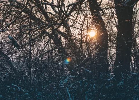 Sunset In The Forest Stock Photos