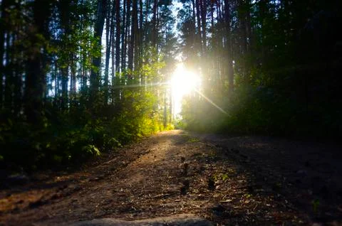 Sunset in the forest Foto stock