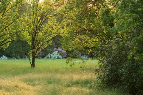 Sunset in forest Foto stock