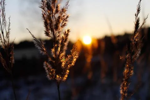 Sunset in the forest. Foto stock