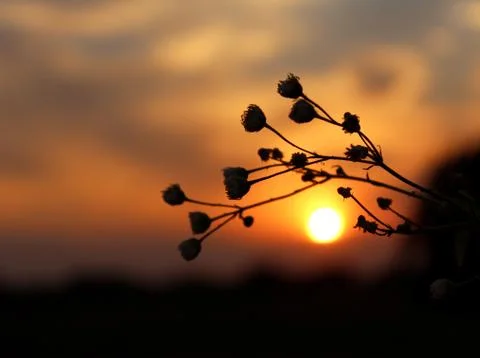 Sunset in the forest Foto stock