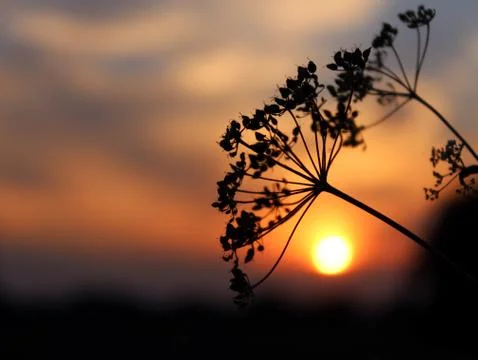Sunset in the forest. Stock Photos