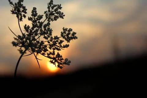 Sunset in the forest. Stock Photos