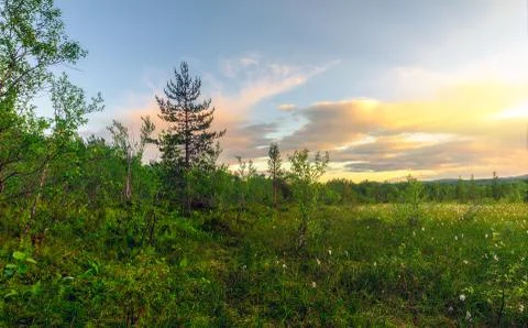 Sunset in the forest Foto stock