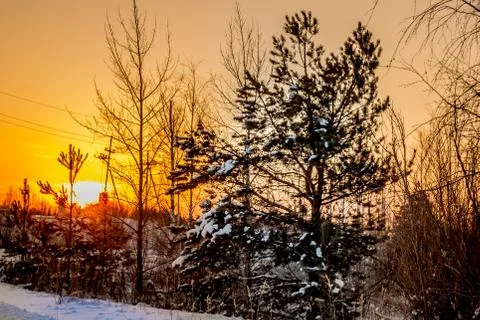 Sunset in the forest 스톡 사진