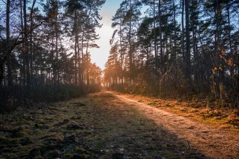 Sunset in a forest 写真素材