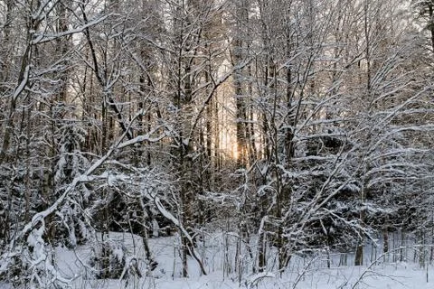 Sunset in the forest. 库存照片