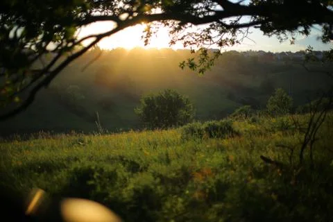 Sunset in the forest. 스톡 사진