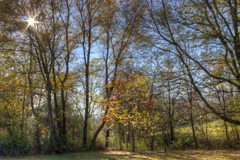 Sunset in the Forest Stock Photos