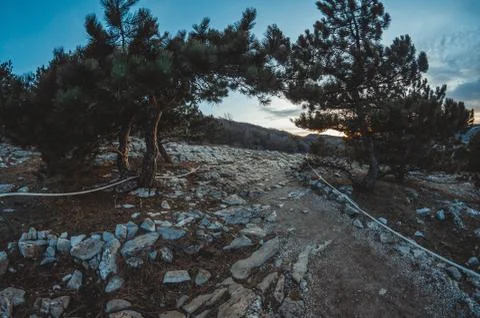 Sunset in the forest Stock Photos