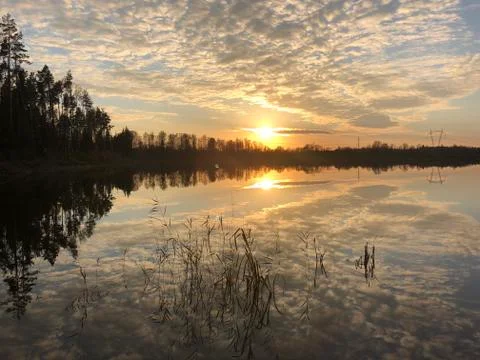 Sunset in the Forest Stock Photos