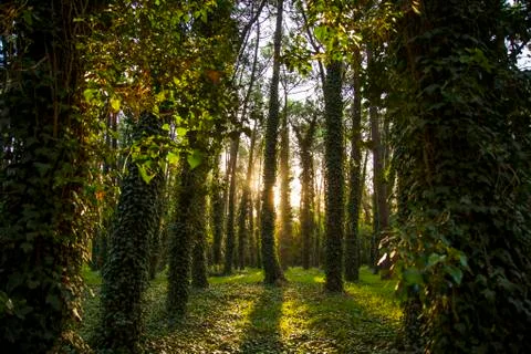 Sunset forest Stock Photos