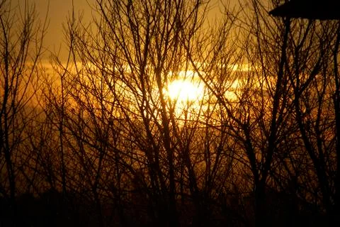 Sunset in the forest Stock Photos