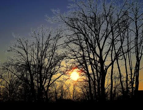 Sunset in a forest Stock Photos