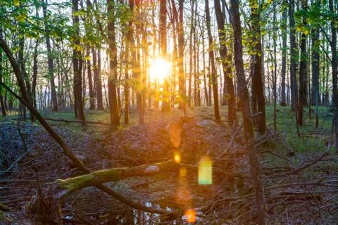 Sunset in the forest Stock Photos