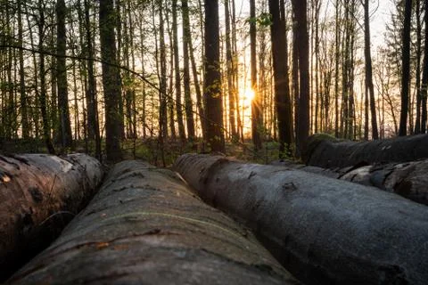 Sunset in the forest Stock Photos