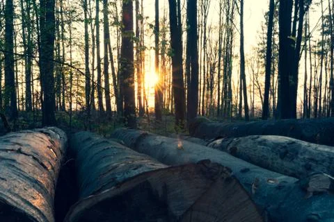 Sunset in the forest Stock Photos