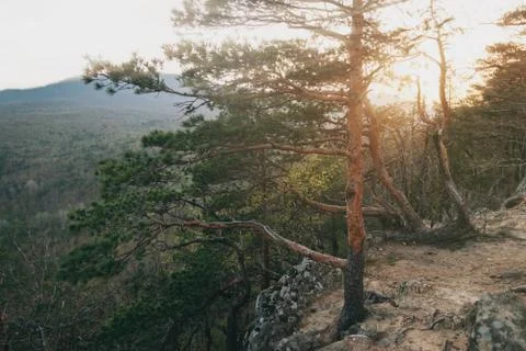 Sunset in the forest Stock Photos