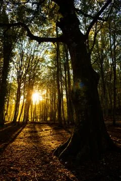 Sunset in a Forest Stock Photos