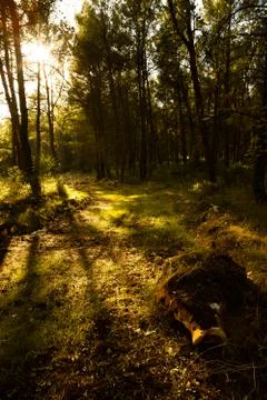 Sunset in a forest Stock Photos