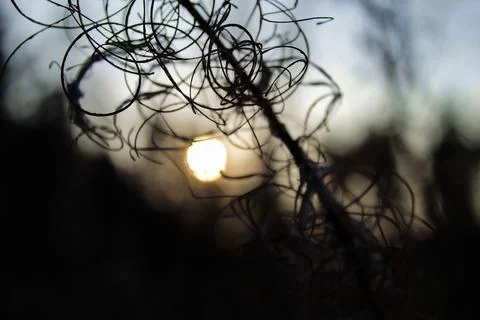 Sunset in the forest Foto stock