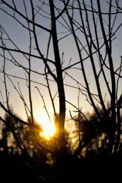 Sunset in the forest Stock Photos