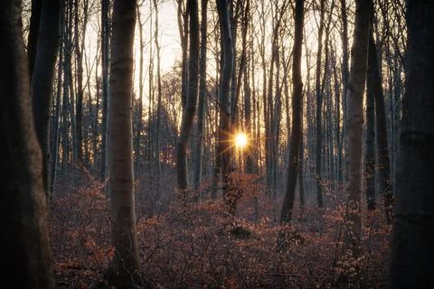 Sunset in the the forest Stock Photos