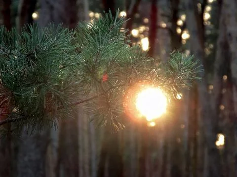 Sunset in the forest Stock Photos