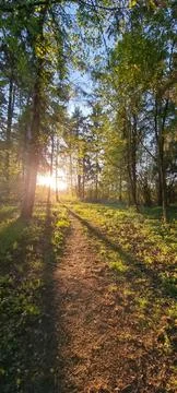 Sunset in the forest 스톡 사진