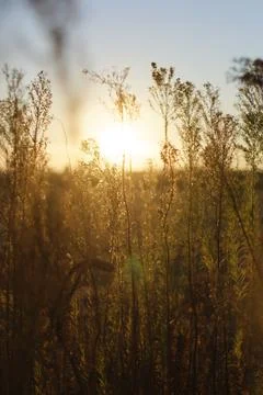 Sunset in the forest Foto stock