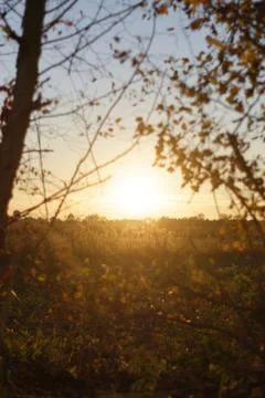 Sunset in the forest Foto stock
