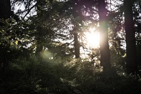 Sunset in the forest 스톡 사진