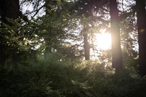 Sunset in the forest 스톡 사진