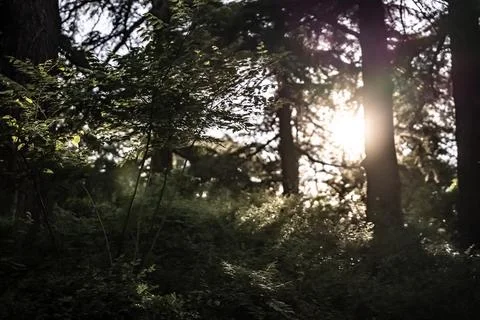 Sunset in the forest Stock-Fotos