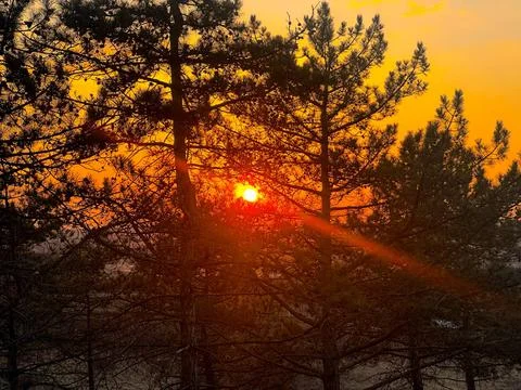 Sunset in the forest Stock-Fotos